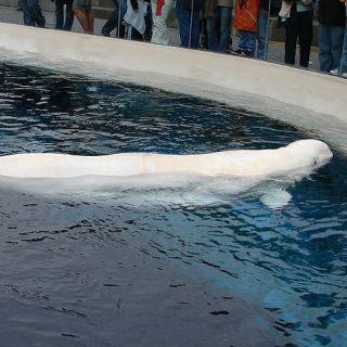 Beluga whale, Vancouver Aquarium