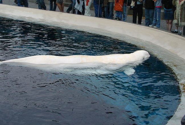 Beluga whale, Vancouver Aquarium
