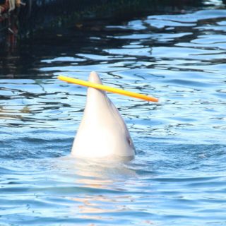 bottlenose dolphin, captivity, Taiji, Japan, swim-with-dolphins