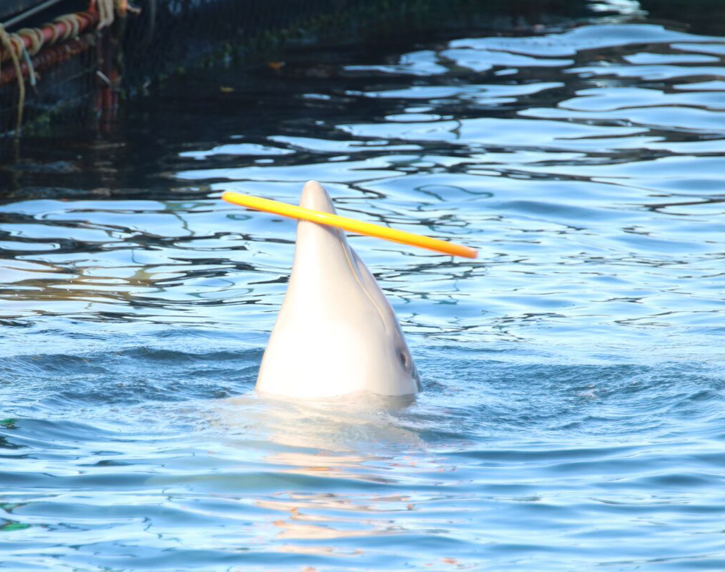 Performing tricks for humans, including swim-with interactions are not normal activities found in nature. Photo: DolphinProject.org