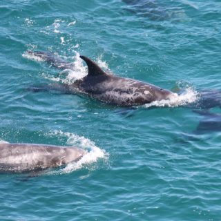 mom and baby Risso's dolphins, dolphin drives, dolphin hunting, Taiji, Japan, The Cove