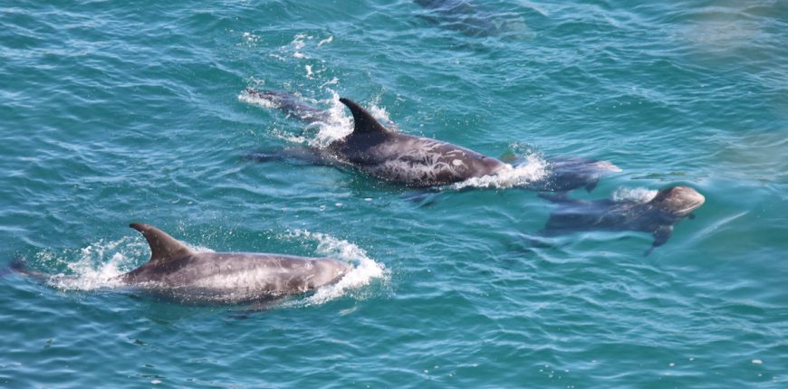 mom and baby Risso's dolphins, dolphin drives, dolphin hunting, Taiji, Japan, The Cove