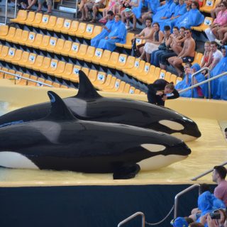 captive orcas at Loro Parque