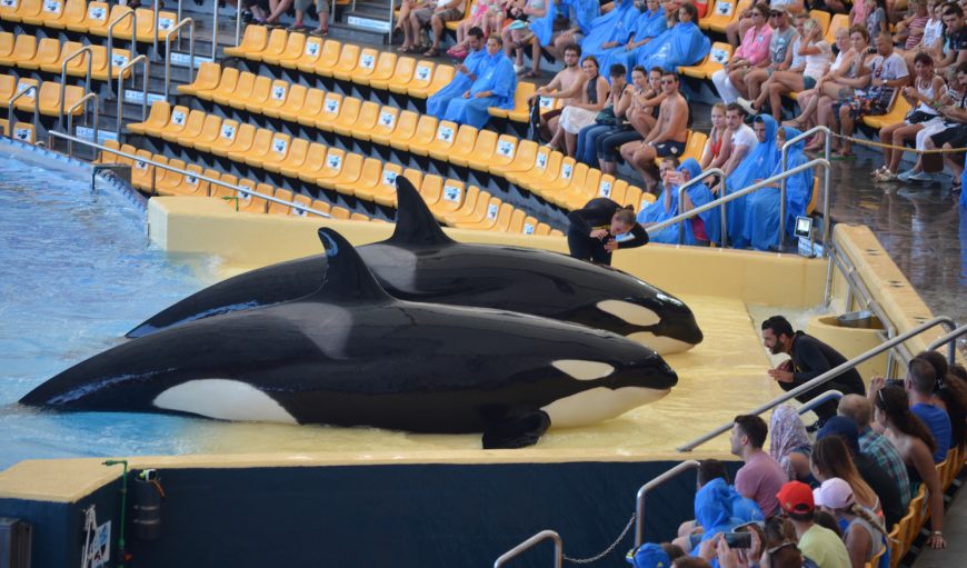 captive orcas at Loro Parque