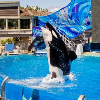 Orca at SeaWorld San Diego