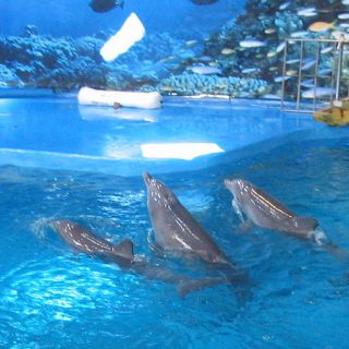 Barcelona Zoo Dolphinarium