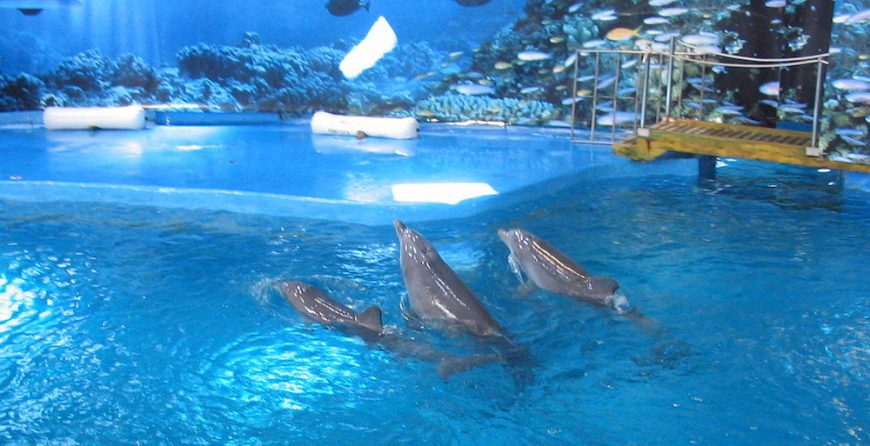 Barcelona Zoo Dolphinarium