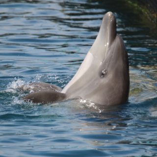 captivity kills, bottlenose dolphin, Taiji, Japan