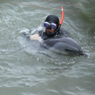 Diver guides pantropical spotted dolphin under tarps for capture