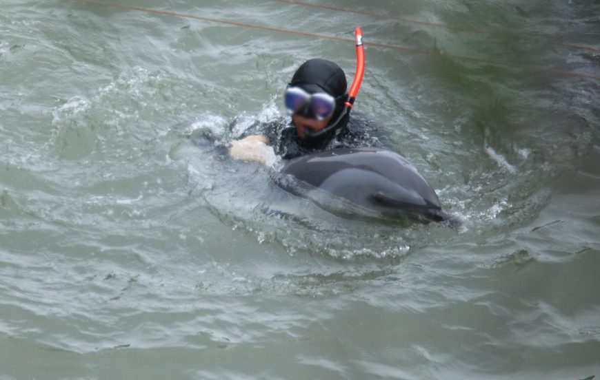 Diver guides pantropical spotted dolphin under tarps for capture