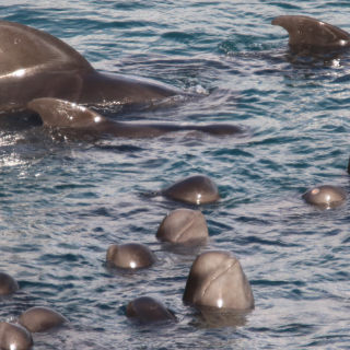 Juvenile pod members spyhop while adult pilot whales swim protectively around young, Taiji, Japan, 12-7-16