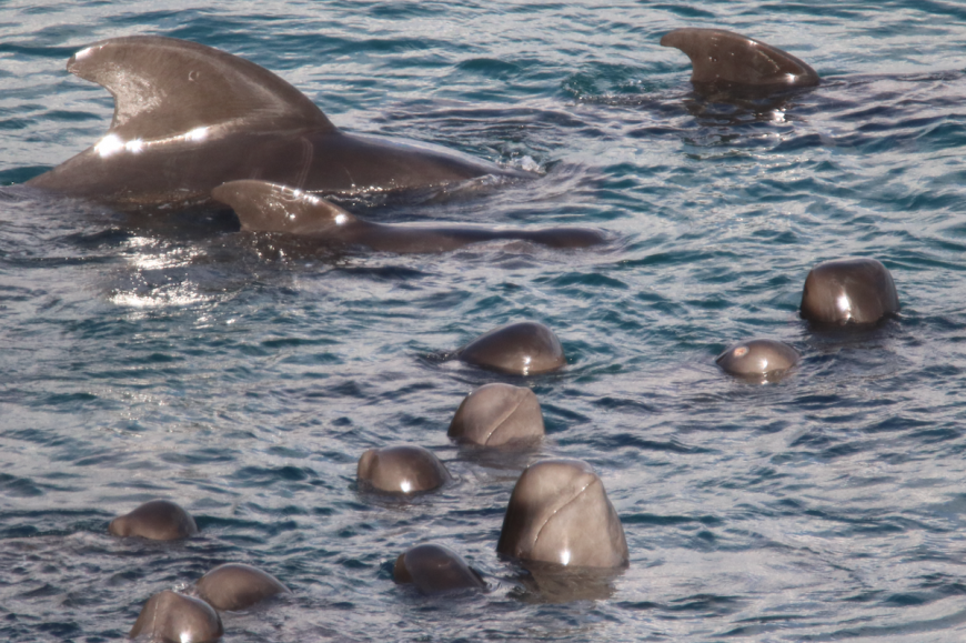 Juvenile pod members spyhop while adult pilot whales swim protectively around young, Taiji, Japan, 12-7-16
