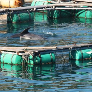 Freshly-caught bottlenose dolphins, Taiji, Japan