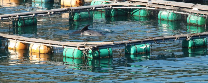 Freshly-caught bottlenose dolphins, Taiji, Japan