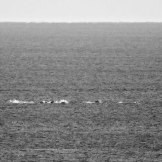 Pod of striped dolphins flee banger boats as hunters are in relentless pursuit.