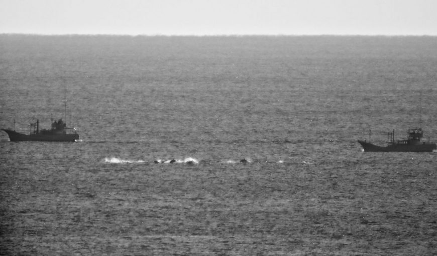 Pod of striped dolphins flee banger boats as hunters are in relentless pursuit.
