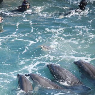 Taiji, Japan, The Cove, Bottlenose Dolphins, Dolphin Hunting, Captivity, Dolphin Slaughter