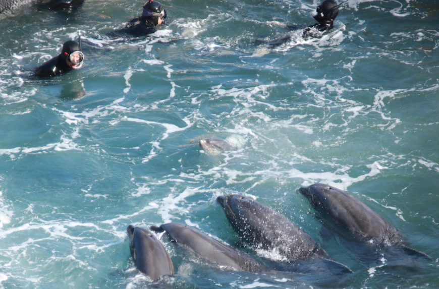 Taiji, Japan, The Cove, Bottlenose Dolphins, Dolphin Hunting, Captivity, Dolphin Slaughter