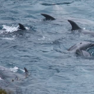 Taiji, Japan, The Cove, Bottlenose Dolphins, Dolphin Hunting, Captivity, Dolphin Slaughter