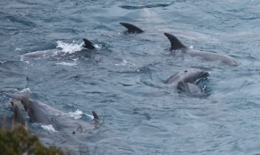Taiji, Japan, The Cove, Bottlenose Dolphins, Dolphin Hunting, Captivity, Dolphin Slaughter