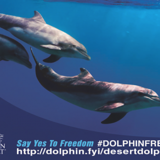 #DolphinFreeAZ