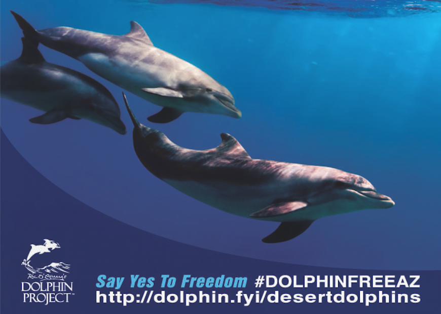 #DolphinFreeAZ