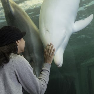 Angel, Taiji Whale Museum, Taiji, japan, Captivity, Bottlenose dolphin, the cove