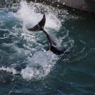 Dolphin panics while attempting to avoid divers, Taiji, Japan