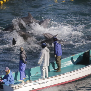 Taiji, Japan, The Cove, Bottlenose Dolphins, Dolphin Hunting, Captivity, Dolphin Slaughter