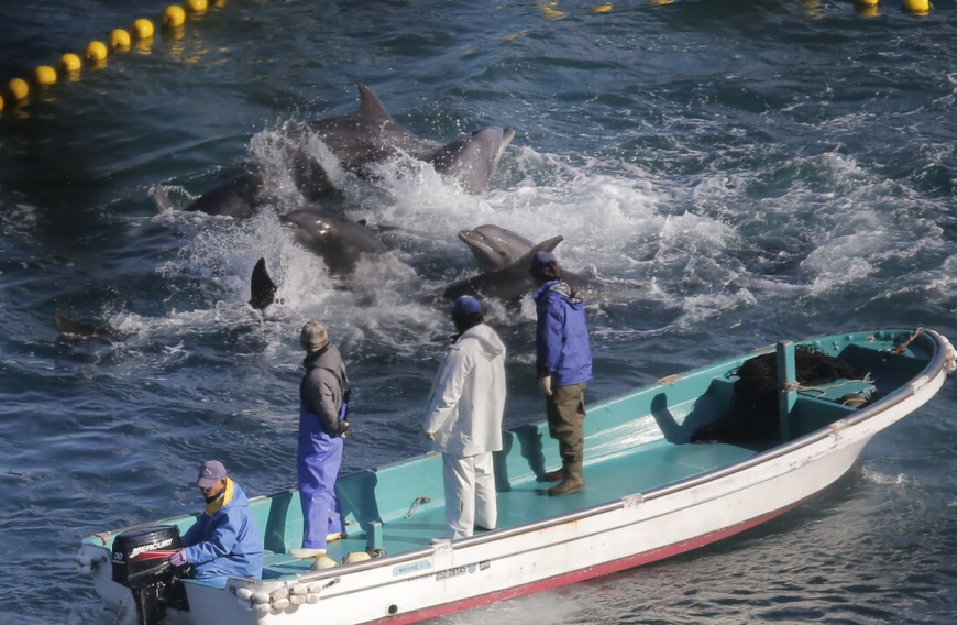 Taiji, Japan, The Cove, Bottlenose Dolphins, Dolphin Hunting, Captivity, Dolphin Slaughter