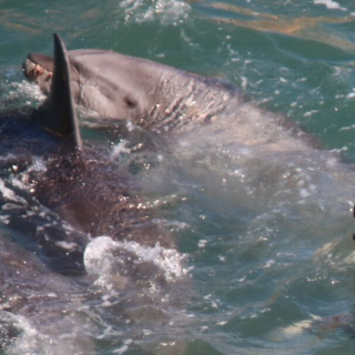 Taiji, Japan, The Cove, Bottlenose Dolphins, Dolphin Hunting, Captivity, Dolphin Slaughter