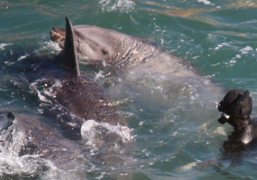 Taiji, Japan, The Cove, Bottlenose Dolphins, Dolphin Hunting, Captivity, Dolphin Slaughter