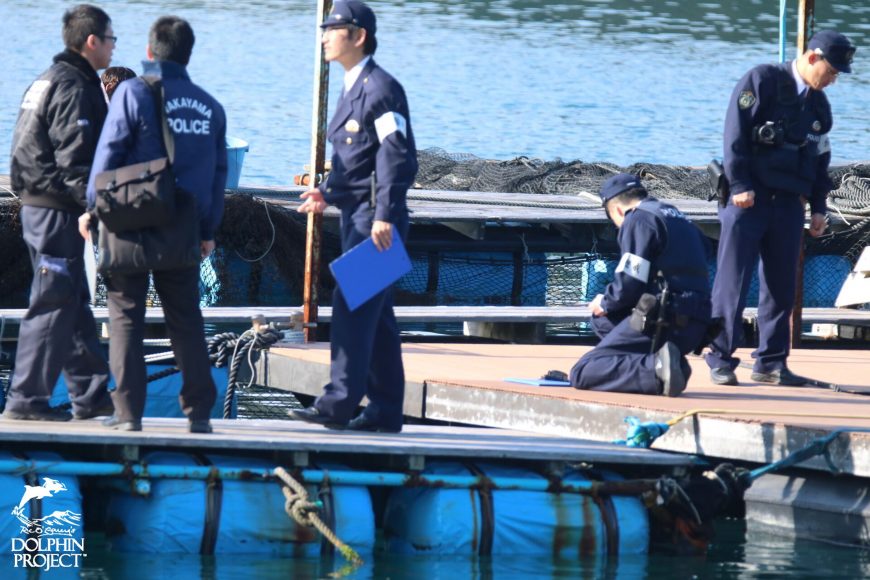 Taiji, Japan, Dolphin Base, The Cove, Dolphin Project Cove Monitors, Dolphin Hunting, Dolphin Slaughter, Captivity