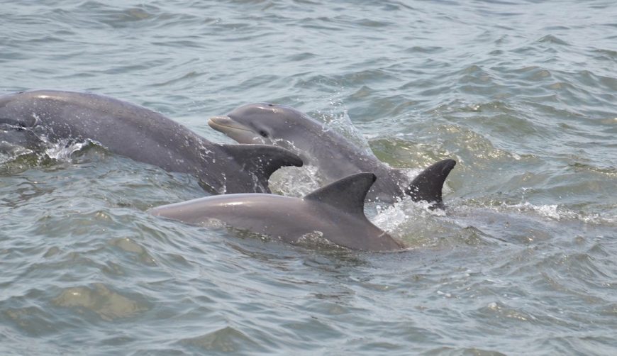 Wild bottlenose dolphins