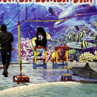 Traveling Dolphin Circuses, Indonesia