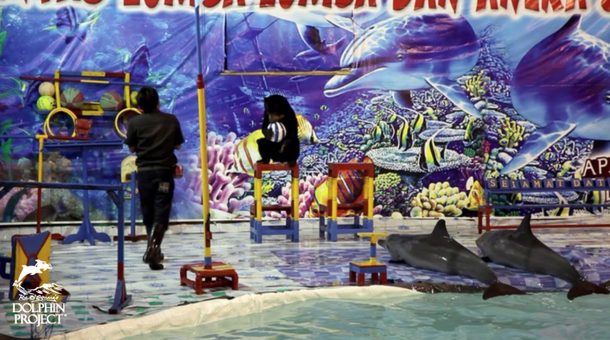 Traveling Dolphin Circuses, Indonesia