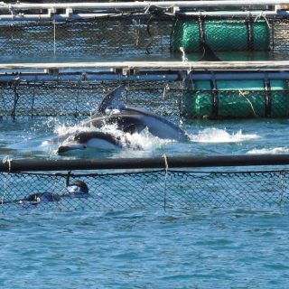 Trapped! Pacific white-sided dolphins captured for "life" in captivity, Taiji, Japan