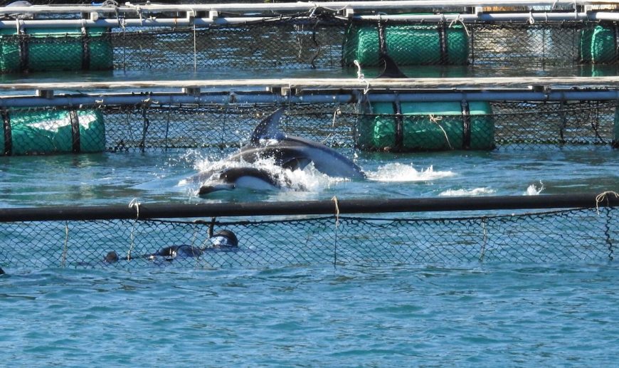 Trapped! Pacific white-sided dolphins captured for "life" in captivity, Taiji, Japan