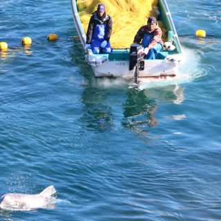 Taiji, Japan, The Cove, Dolphin Hunting, Dolphin Slaughter, Risso's Dolphins
