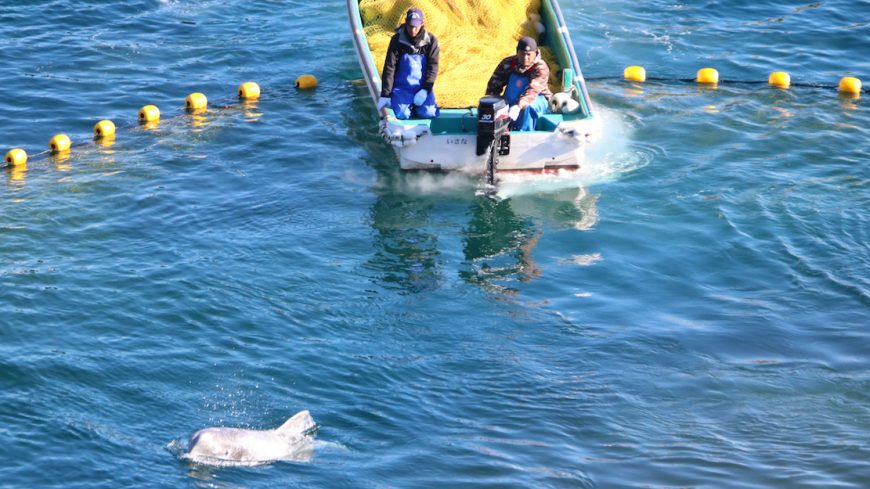 Taiji, Japan, The Cove, Dolphin Hunting, Dolphin Slaughter, Risso's Dolphins