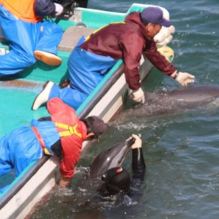 Capture of pantropical spotted dolphins, Taiji, Japan, 2-26-17