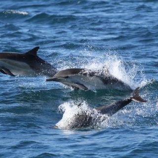 Wild common dolphins, California