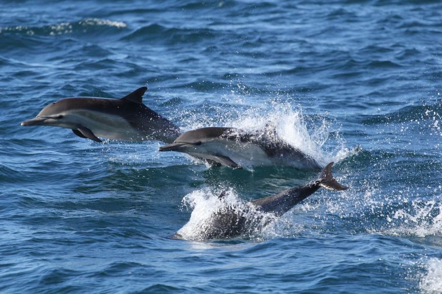 Wild common dolphins, California