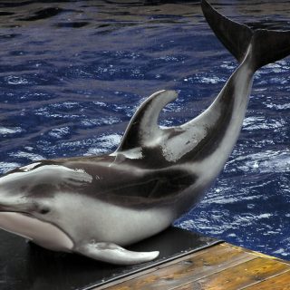 Pacific white-sided dolphin, Vancouver Aquarium