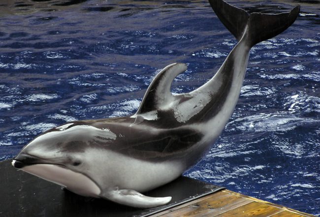Pacific white-sided dolphin, Vancouver Aquarium