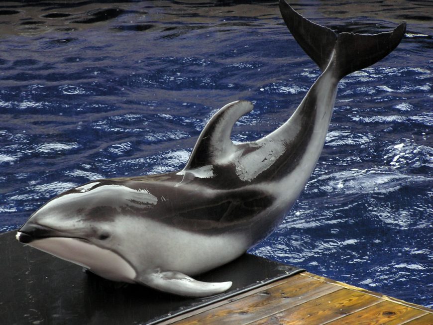 Pacific white-sided dolphin, Vancouver Aquarium