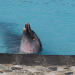 Wake Bali Dolphins