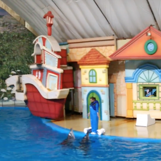 Indo-Pacific Bottlenose Dolphins Perform at Seoul Grand Park, South Korea
