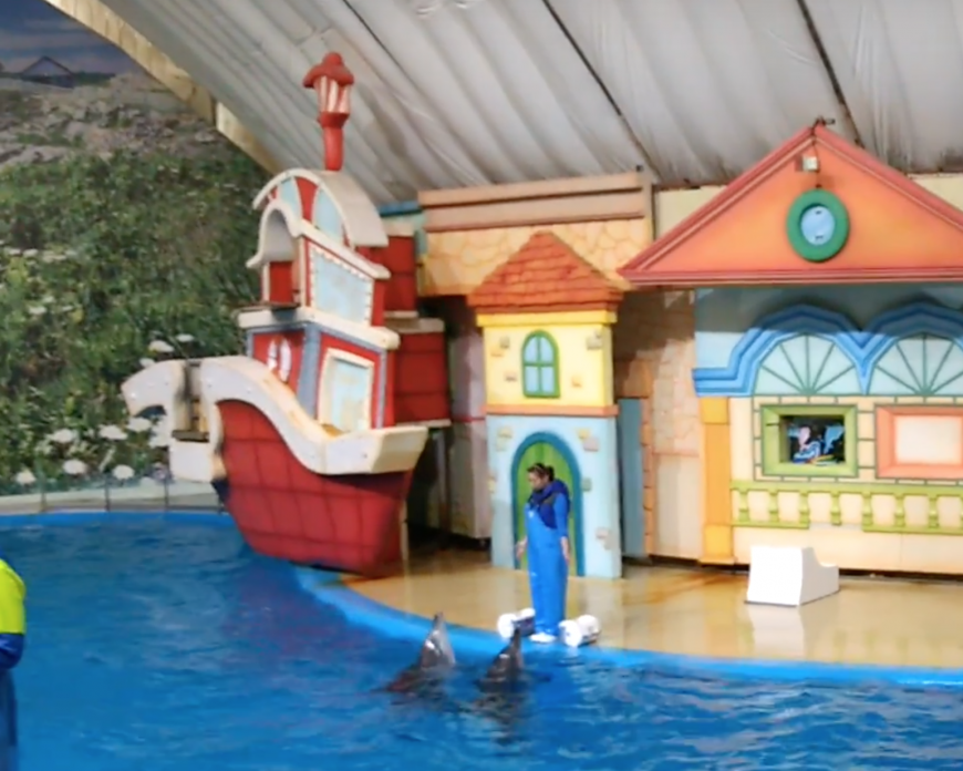 Indo-Pacific Bottlenose Dolphins Perform at Seoul Grand Park, South Korea