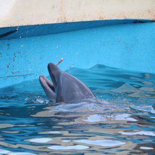 Captive bottlenose dolphin, Taiji, Whale Museum